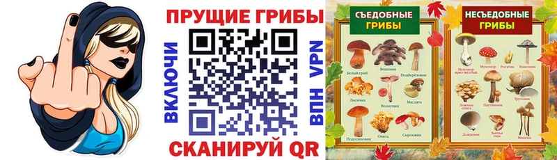 где купить   Сурск  Псилоцибиновые грибы Psilocybe 